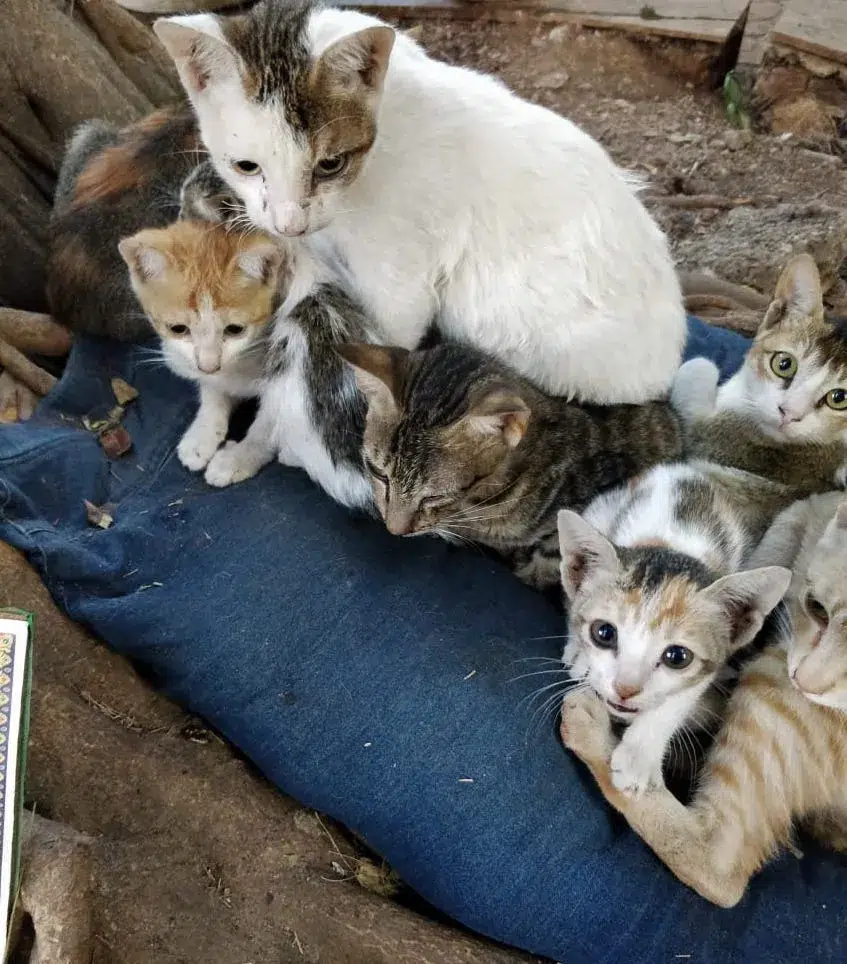 A group of six adorable cats, including kittens and adult cats, huddled together on a blue cushion, against a natural background.
